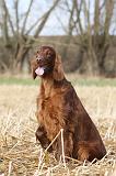 SETTER IRLANDAIS 333